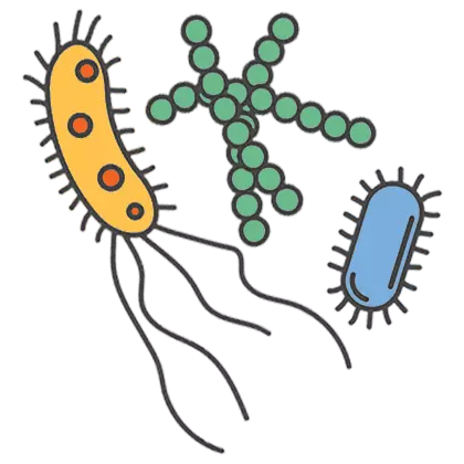 Various micro organisms